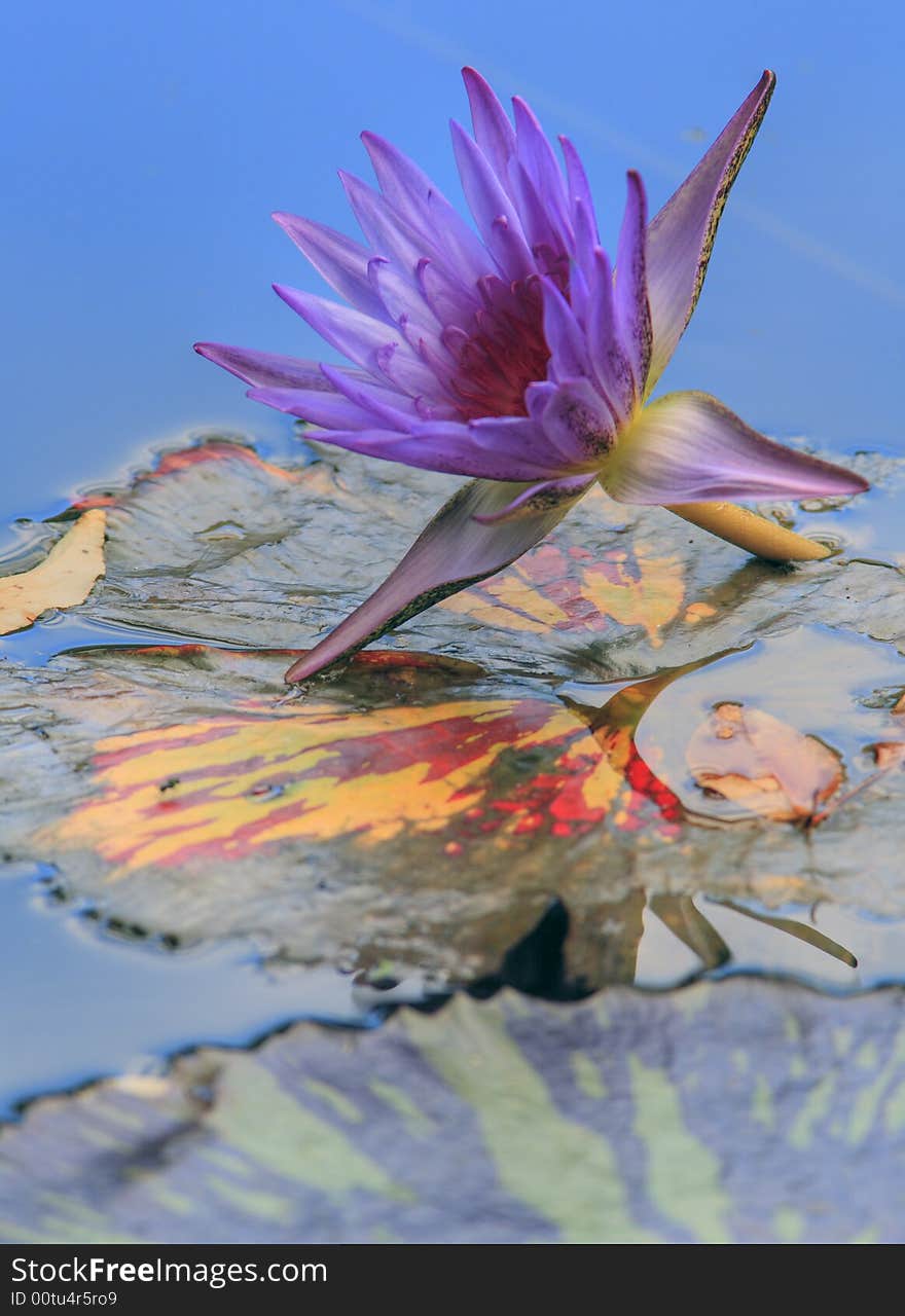 Water-lily (nymphaea odorata) on pond in New York city