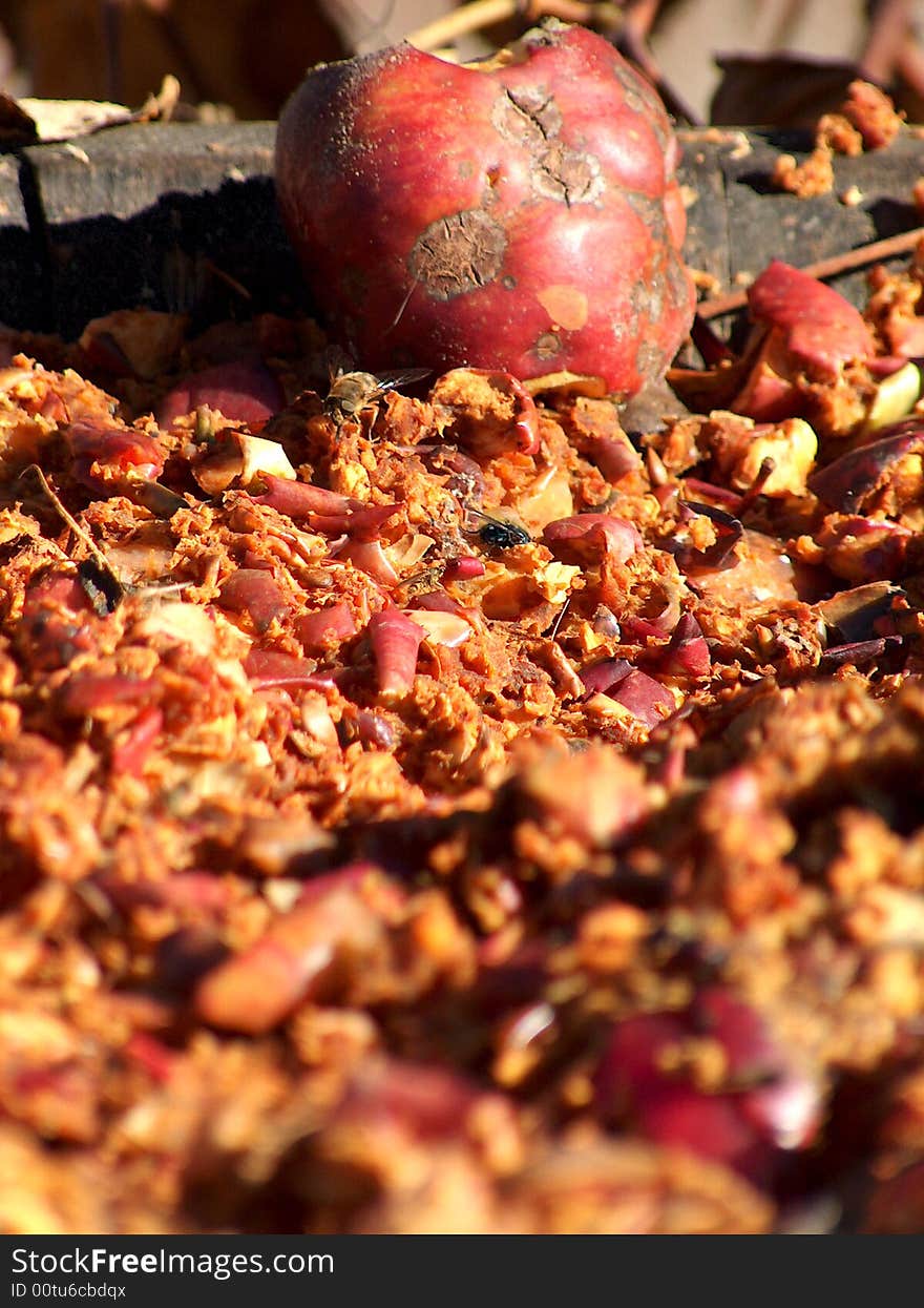 Picture of rotten apples before becoming alcohol.