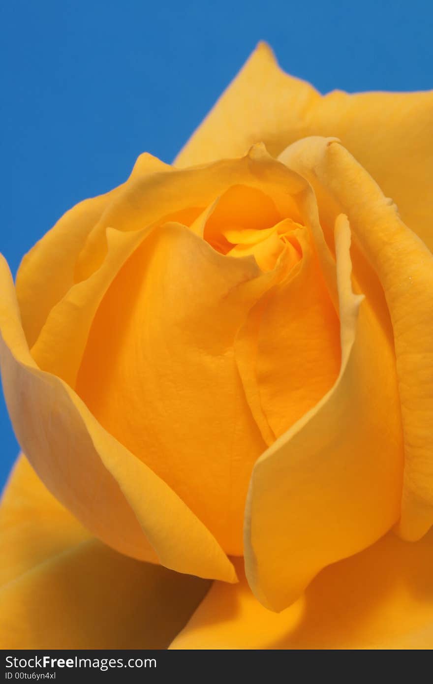 Close-up of Yellow Rose