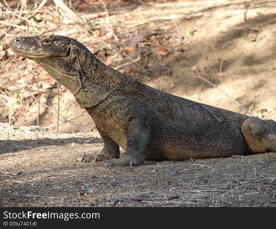 Komodo Dragon taken on Rinca island indonesia