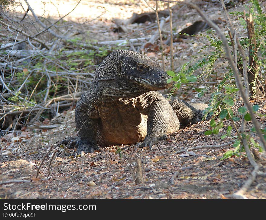 Komodo Dragon taken on Rinca island indonesia