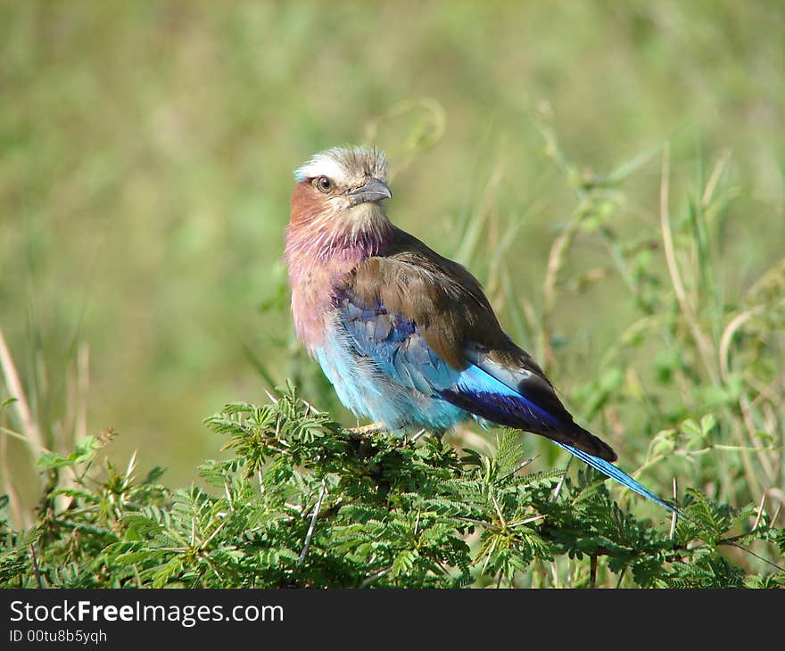 Lilac Breasted Roller