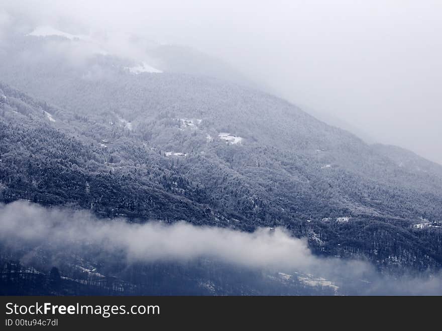 After a snowfall - trees and snow in blue light