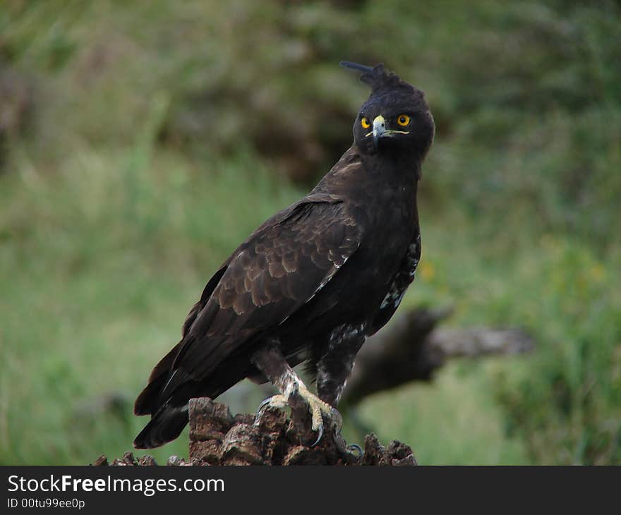 Long Crested Eagle