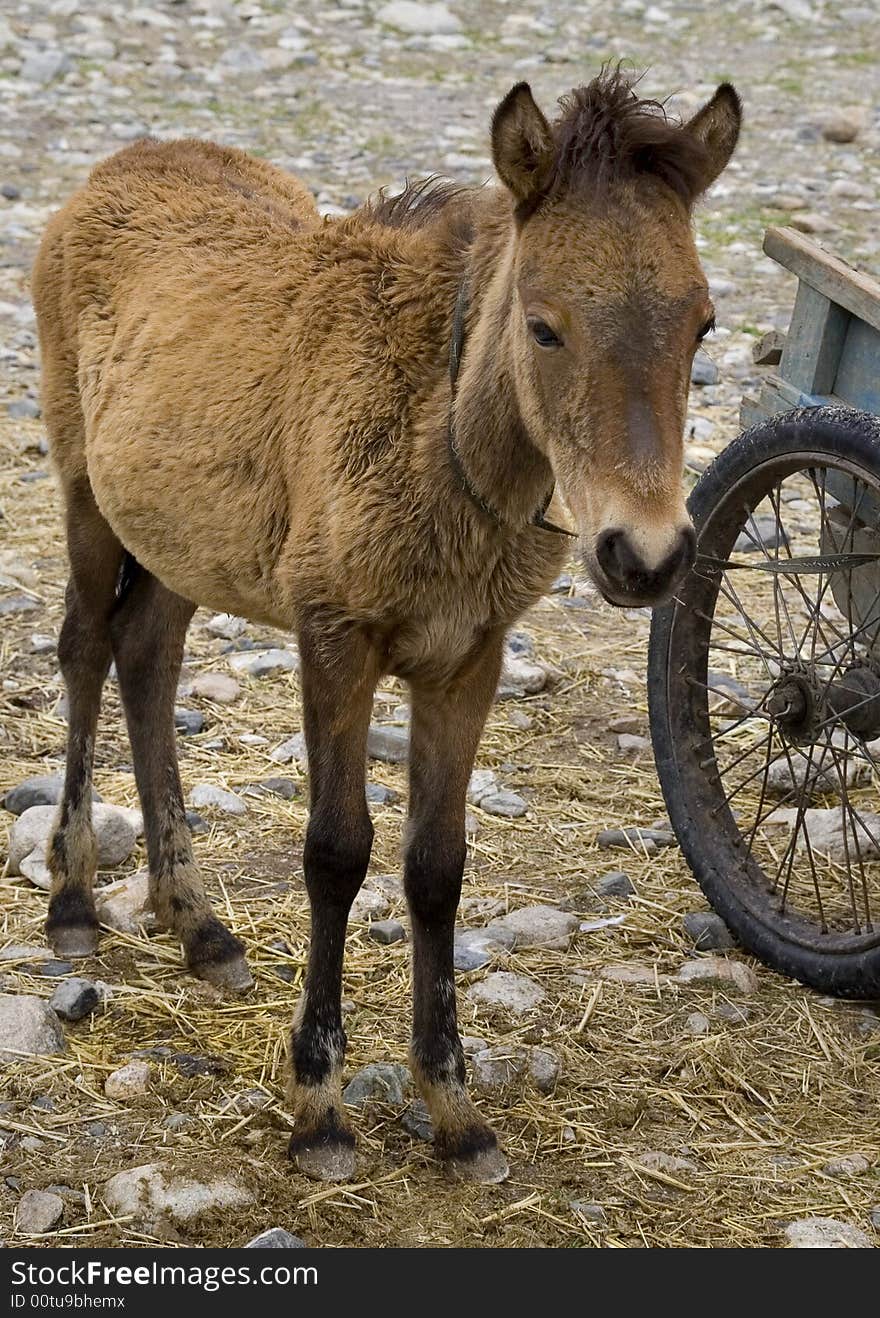 Small donkey