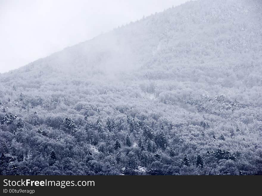 After a snowfall - trees and snow in blue light