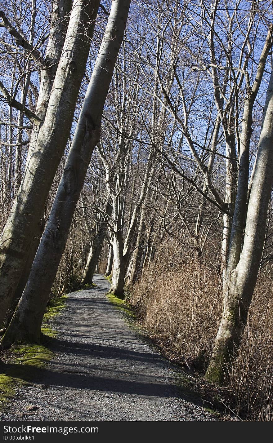 Path and Trees