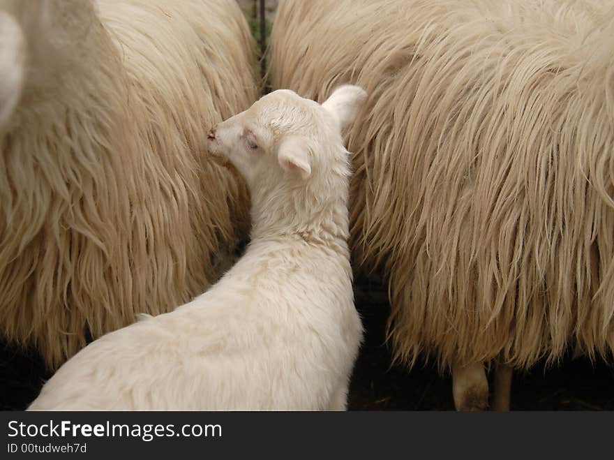 Lamb trying to hide behind their parents. Lamb trying to hide behind their parents