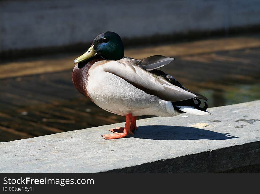 Duck in the Sun