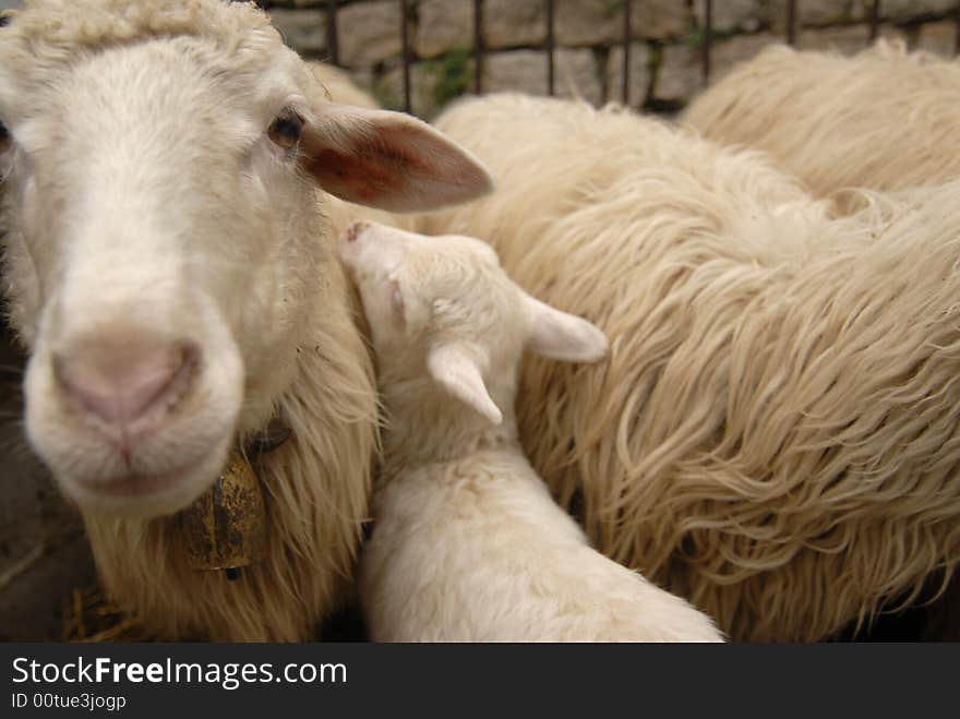 Lamb / sharpness on the eye of mother. Lamb / sharpness on the eye of mother