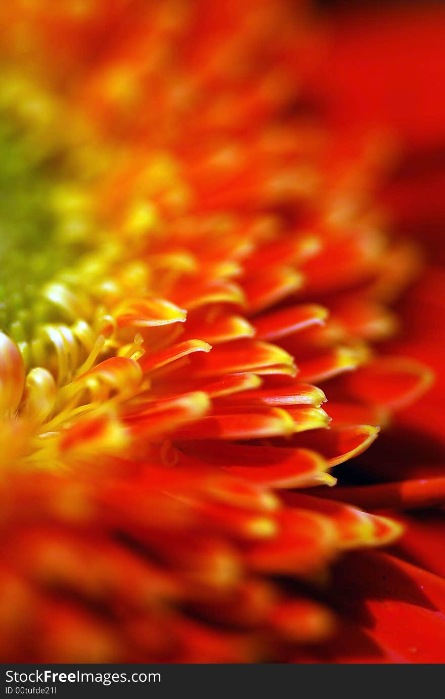 A macro photo of a red daisy show the petal detail,, with very shallow depth of field. Natural colors.