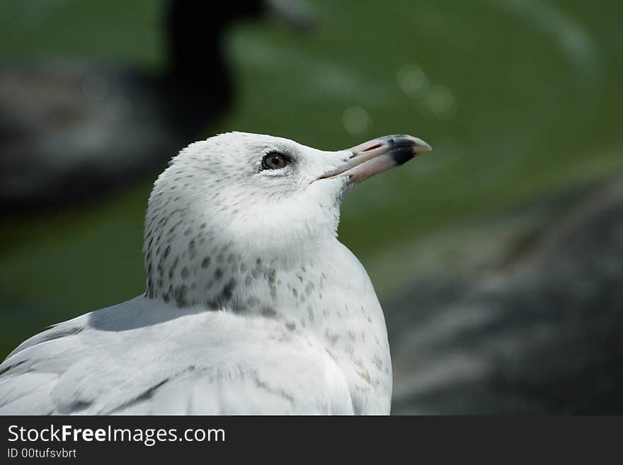 Seagull Looking At The Sun