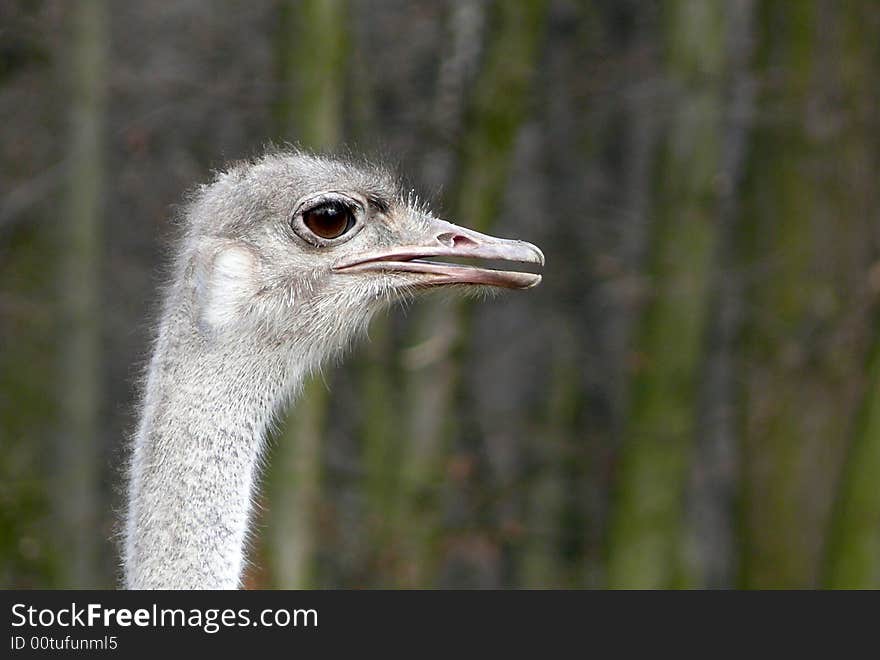 Ostrich head watching in zoo Brno in Czech republic