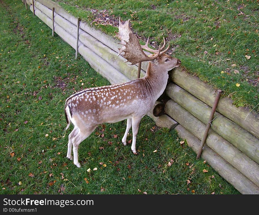 Young deer on the green grass