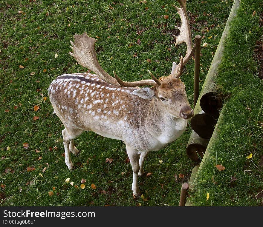 Young deer on the green grass