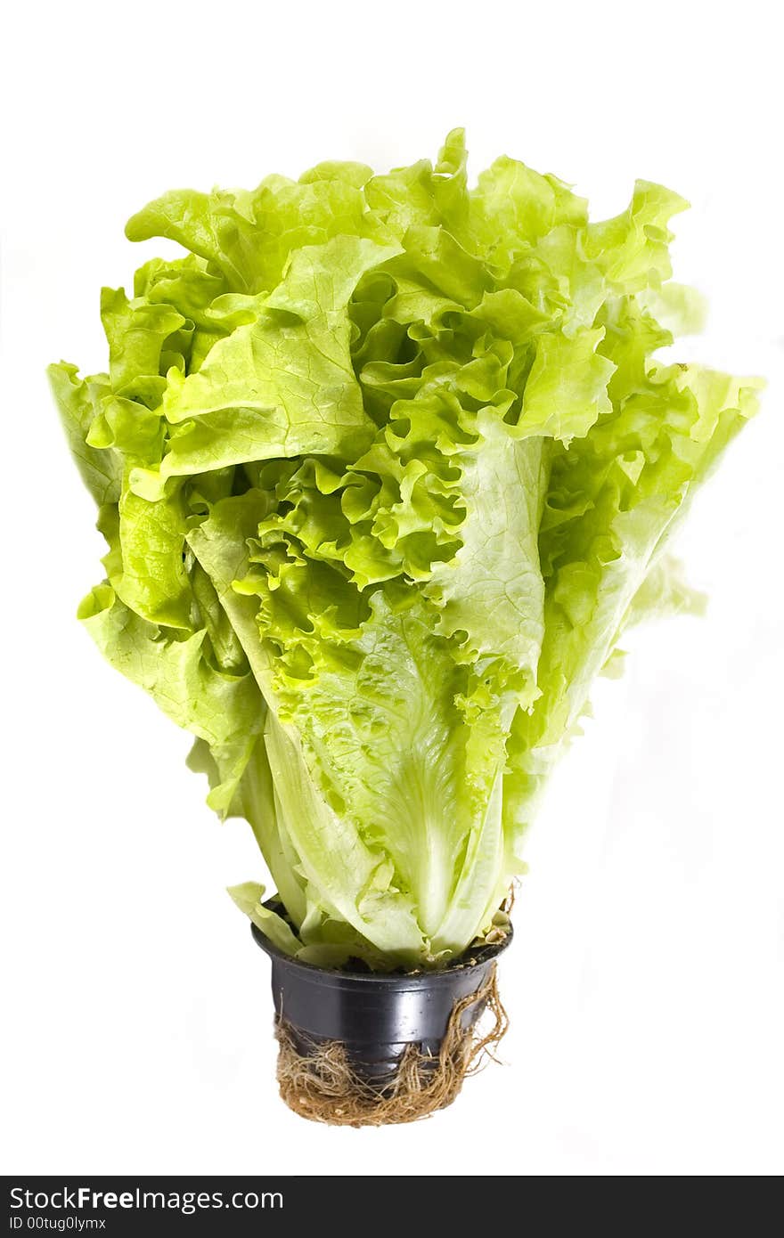 Fresh lettuce in a pot