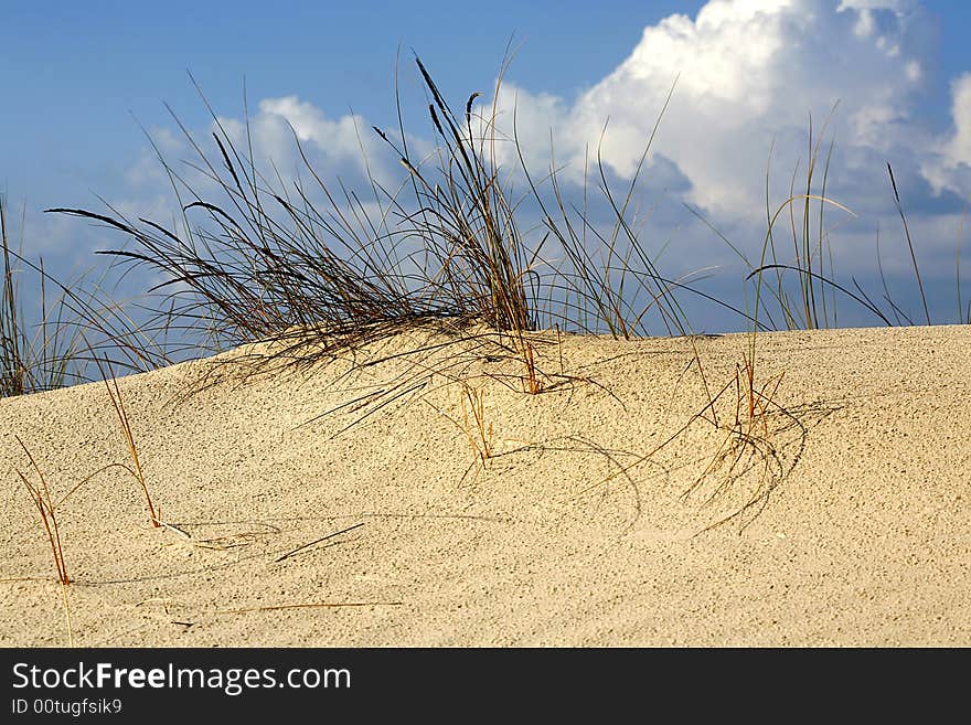 Grass in sand dunes in front of the beach and sea. Grass in sand dunes in front of the beach and sea