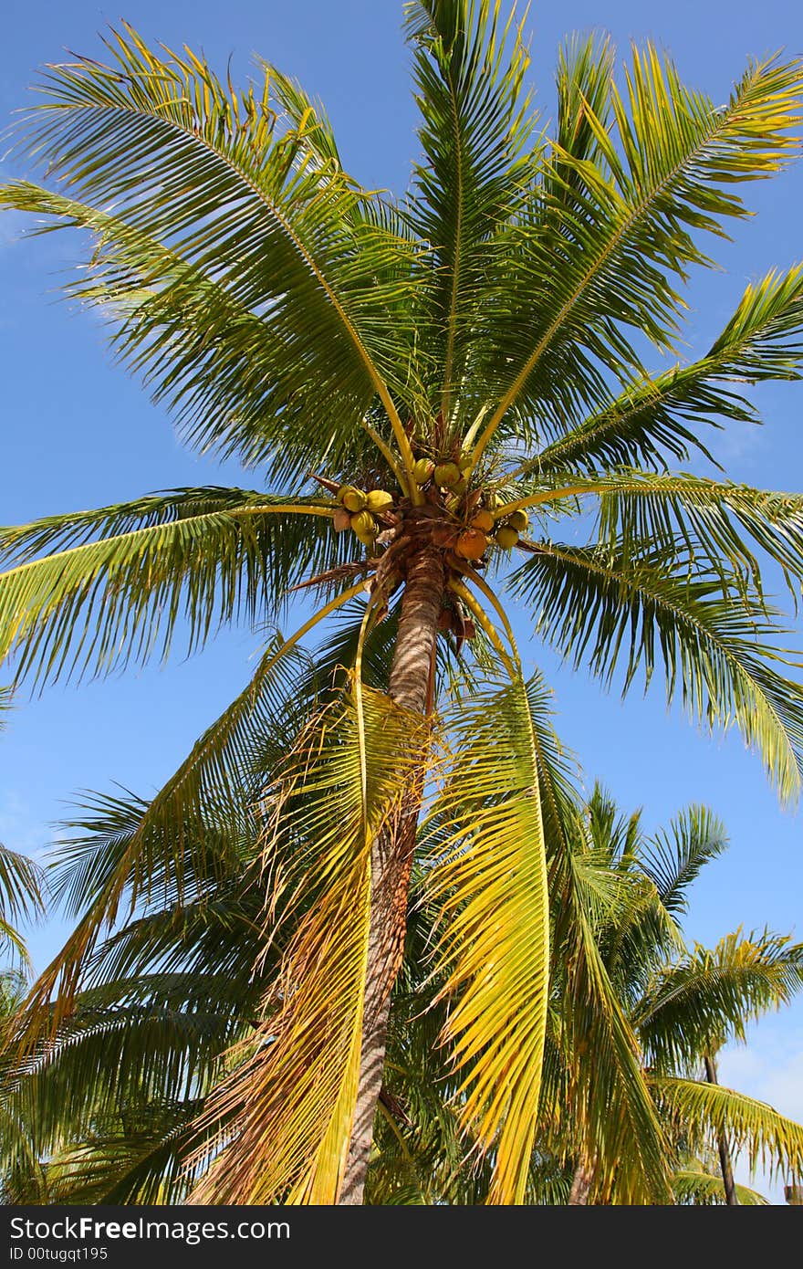 Palm Tree