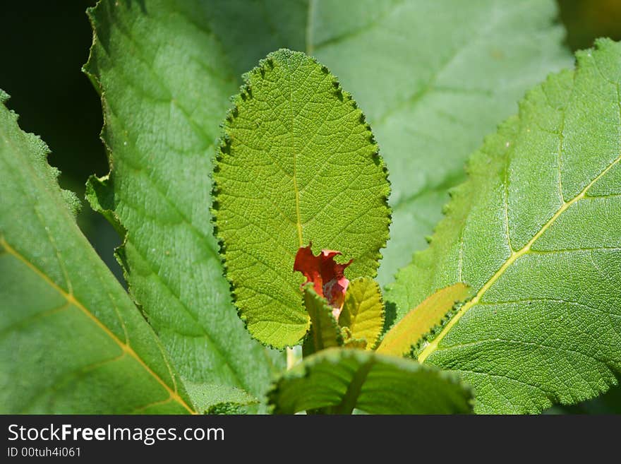 Closeup of a green Leaf Background