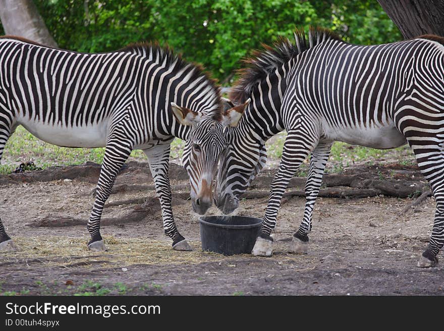 Zebras Sharing A Meal