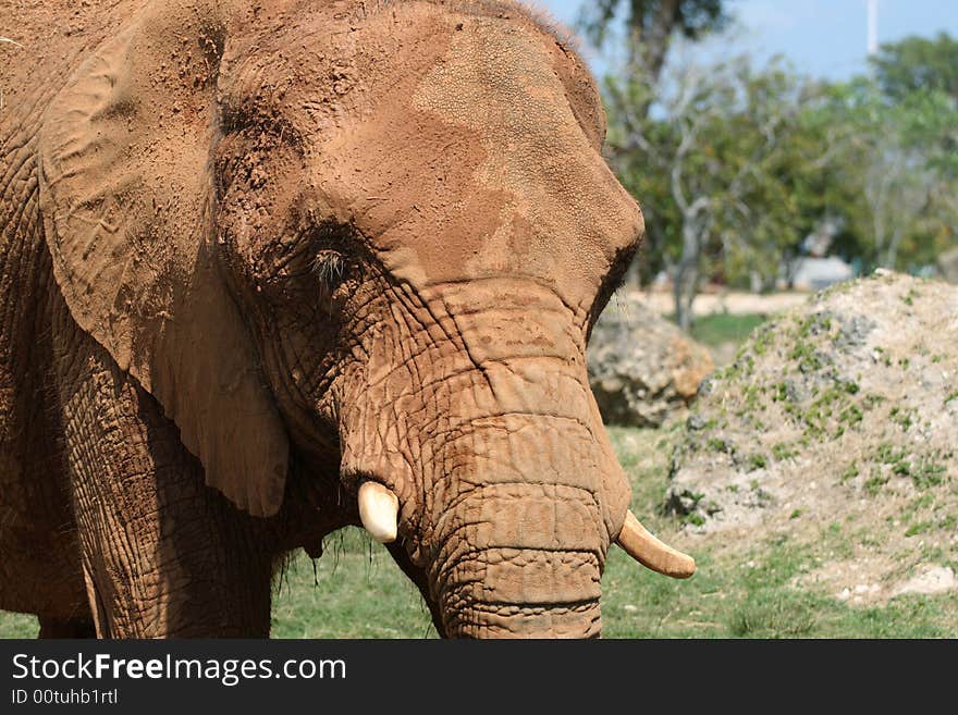 African elephant at the local zoo