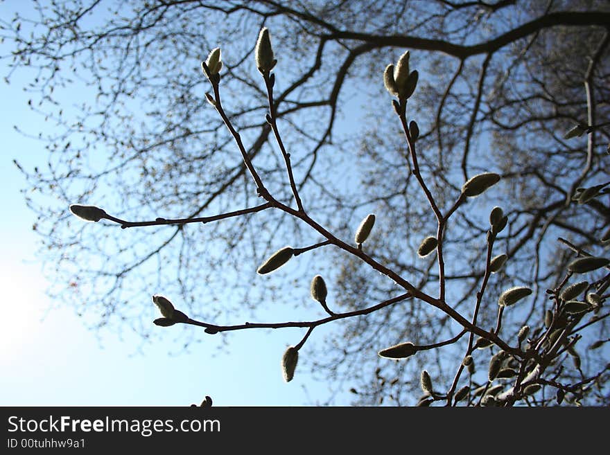 Branches With Buds