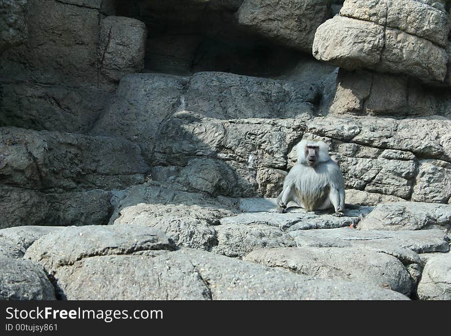 Old anubis baboon sitting on the rocks