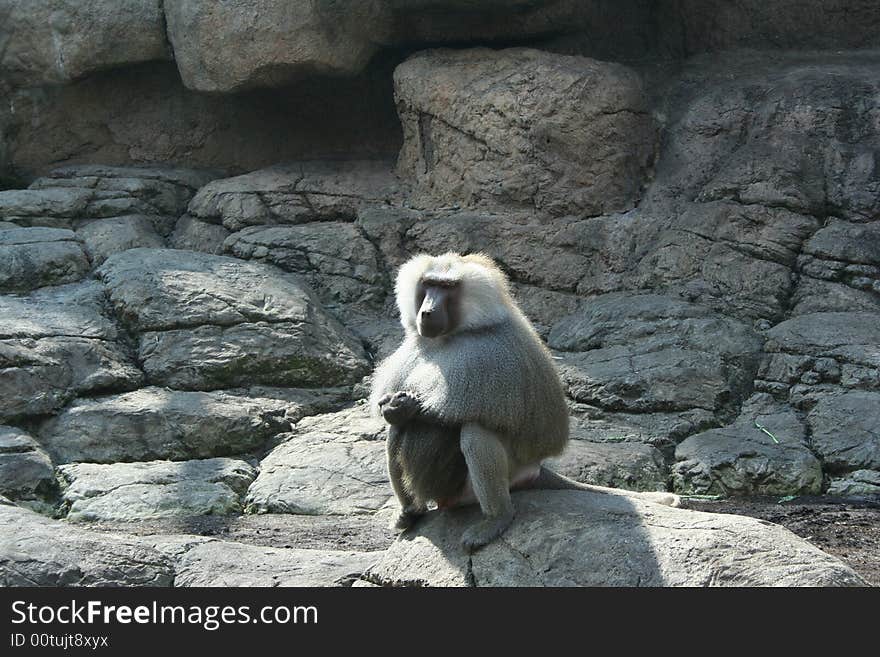 Old anubis baboon sitting on the rocks