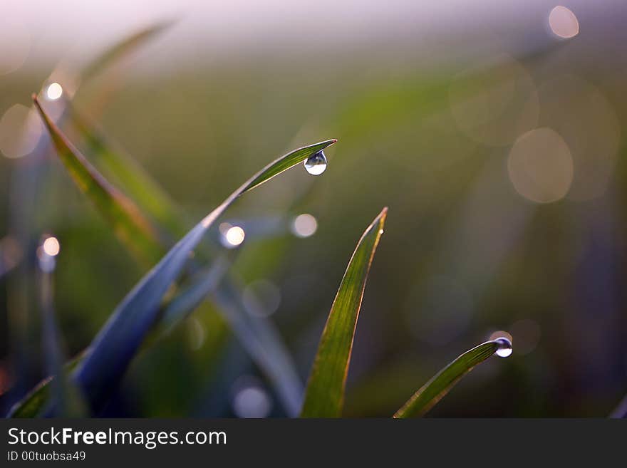 Green straws with water as a background