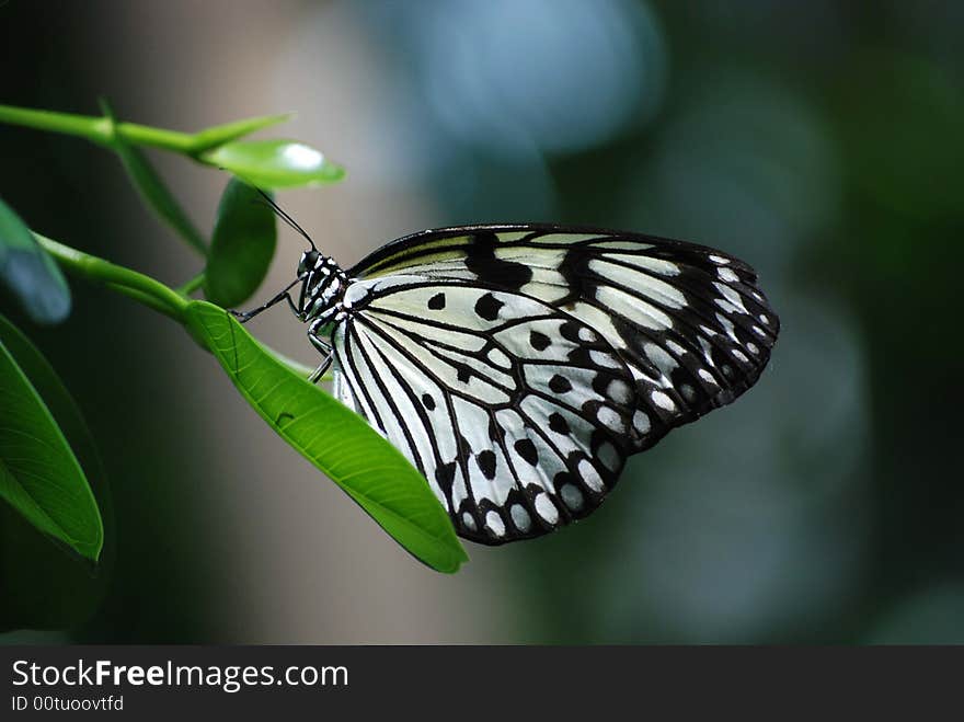 Flower With Wings