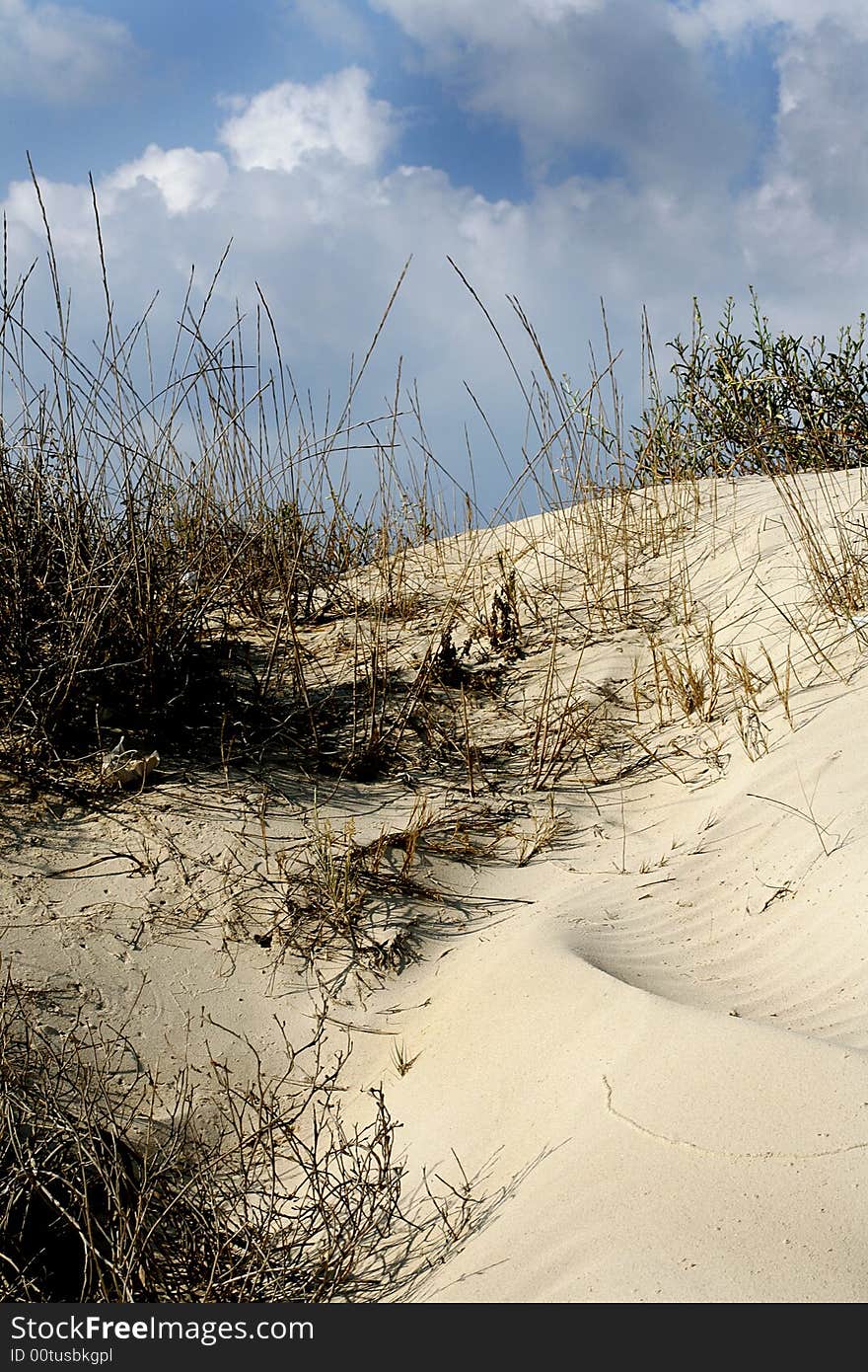 Grass in sand dunes in front of the beach and sea