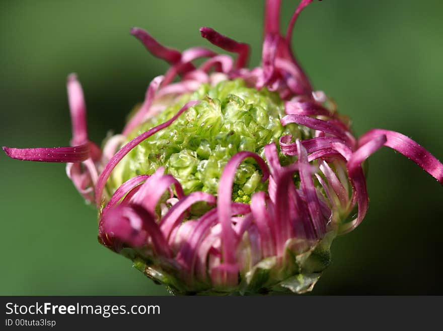 Purple Chrysanthemum bud