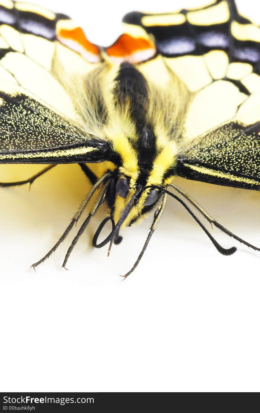 Close-up butterfly