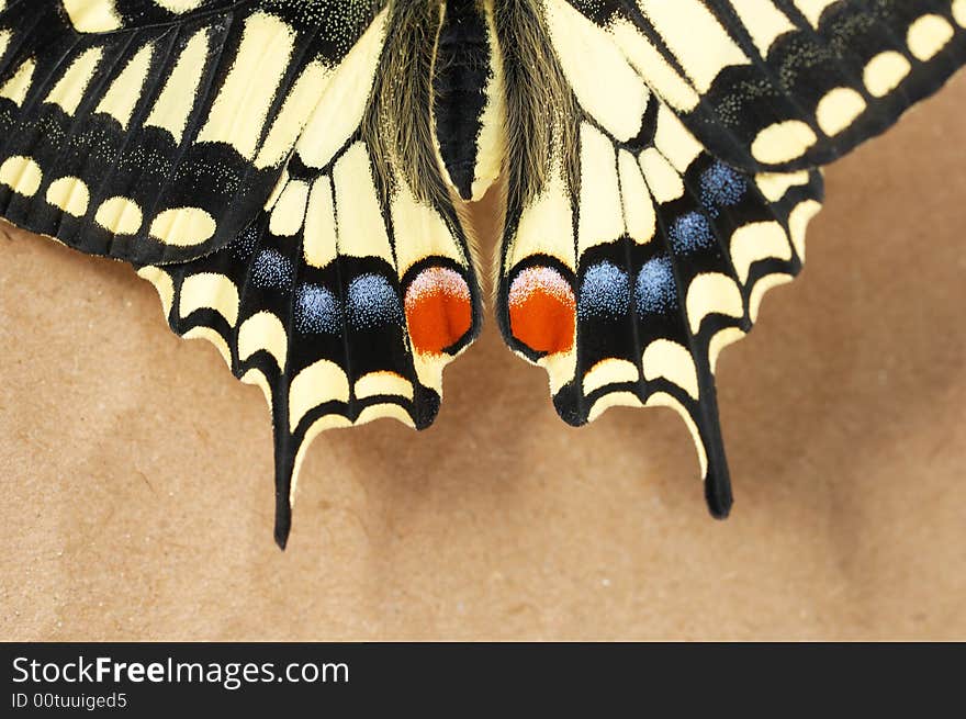 A part of beautful butterfly wing.close-up. A part of beautful butterfly wing.close-up