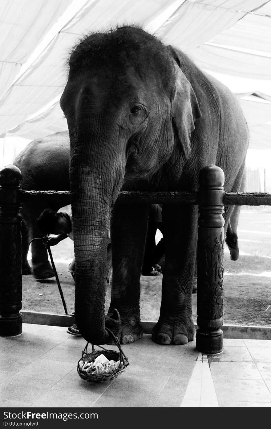 A big elephant asks for money,photo in black and white. A big elephant asks for money,photo in black and white