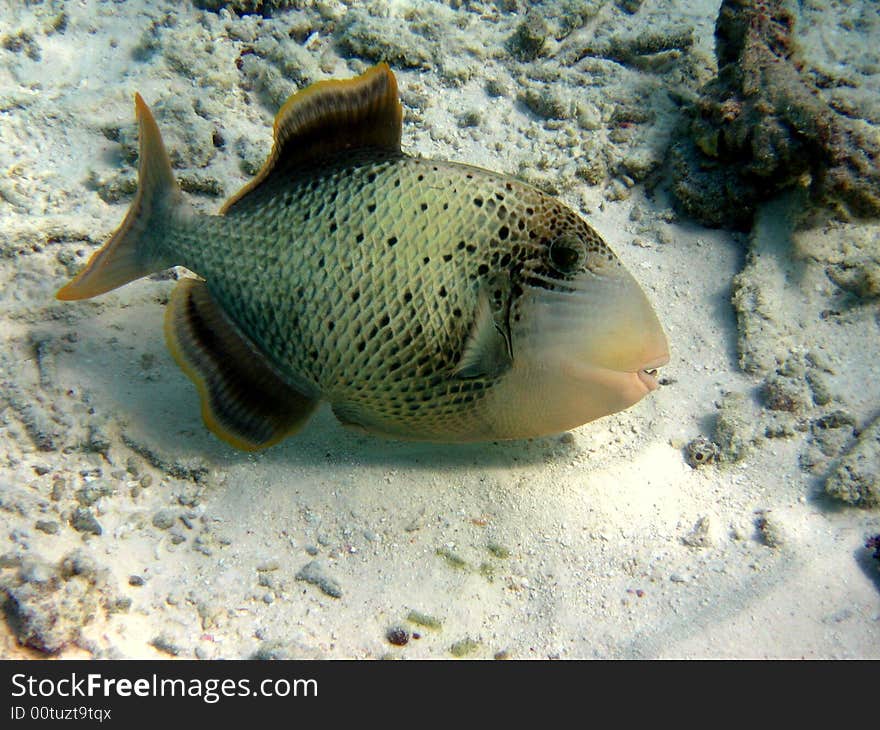 A Yellowmargin triggerfish searching for food in maldivian sea!
italian name: Pesce balestra pinne gialle
scientific name: Pseudobalistes Flavimarginatus
english name: Yellowmargin triggerfish