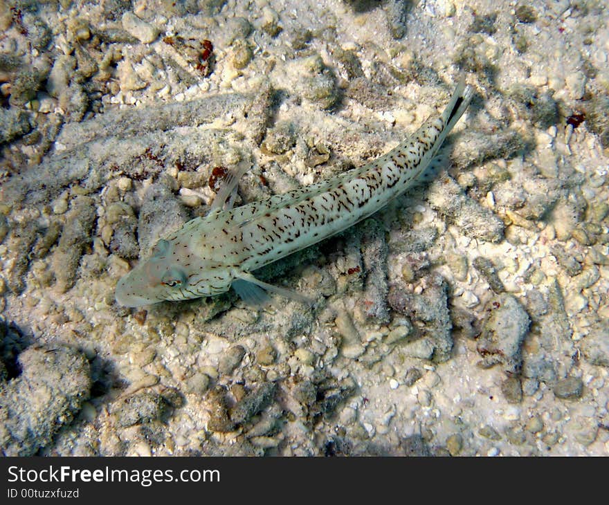 Speckled Sandperch