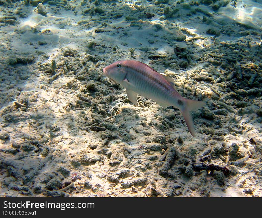 This blue coloured fish has a dark line and a little dot in his tail. italian name: Triglia linea-punto scientific name: Parupeneus Barberinus english name: Dash-and-dot goatfish. This blue coloured fish has a dark line and a little dot in his tail. italian name: Triglia linea-punto scientific name: Parupeneus Barberinus english name: Dash-and-dot goatfish