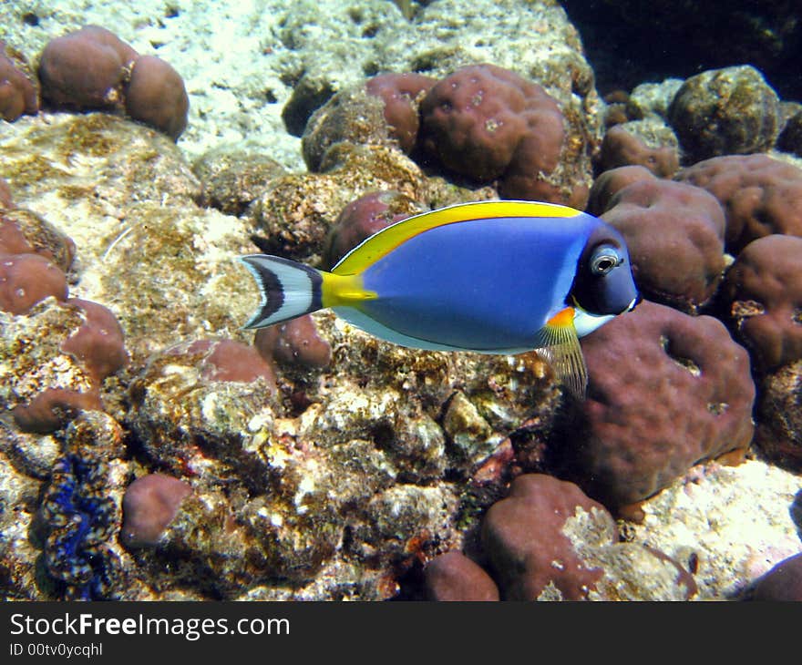 A nice and coloured Powder Blue Tang in Indian Ocean!
italian name: Pesce Chirurgo Blu
scientific name: Acanthurus Leucosternon
english name: Powder Blue Tang. A nice and coloured Powder Blue Tang in Indian Ocean!
italian name: Pesce Chirurgo Blu
scientific name: Acanthurus Leucosternon
english name: Powder Blue Tang