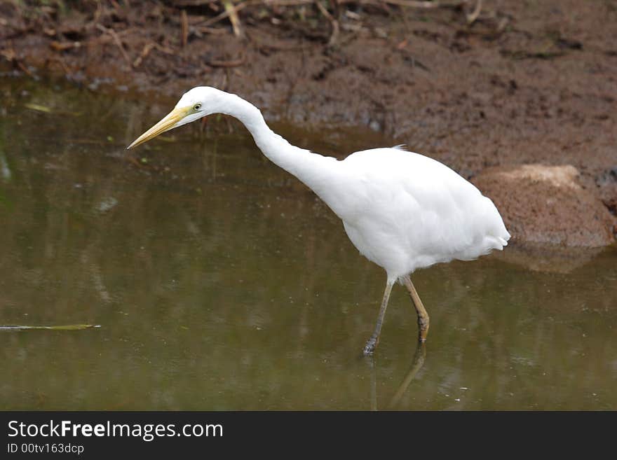 Egret