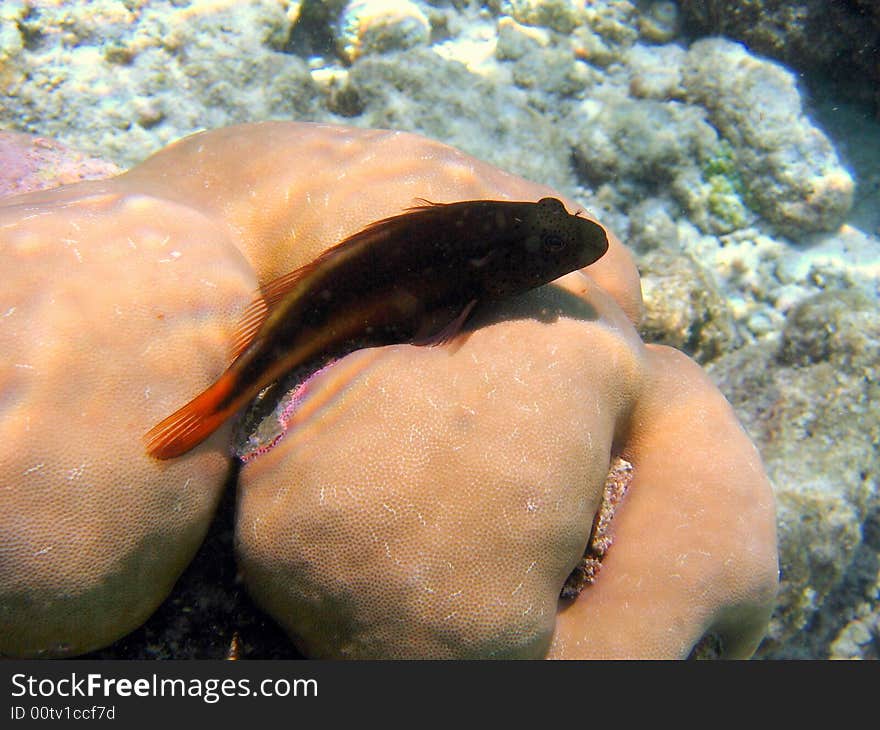 Fish : Blackside Hawkfish