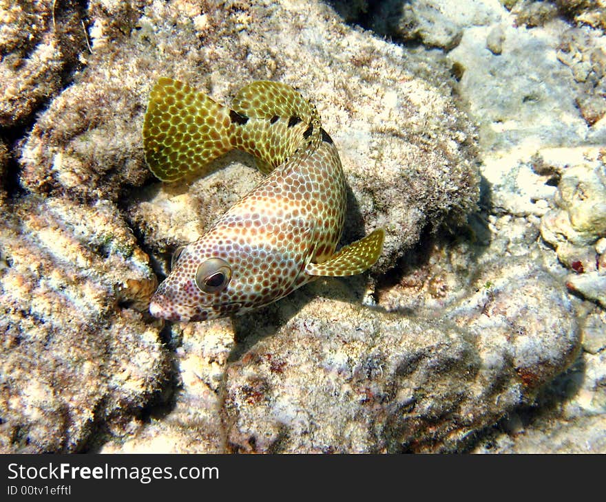 Fish : Foursaddle grouper