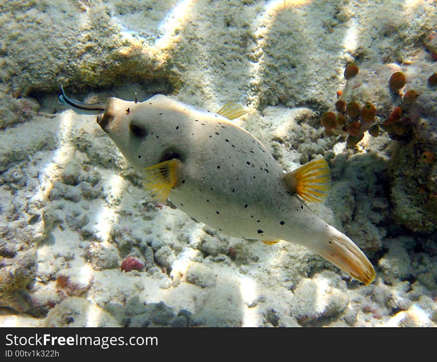 This labroides dimidiatus is cleaning the blackspotted puffer!
italian name: Pesce palla a macchie nere
scientific name: Arothoron Nigropunctatus
english name: Blackspotted puffer. This labroides dimidiatus is cleaning the blackspotted puffer!
italian name: Pesce palla a macchie nere
scientific name: Arothoron Nigropunctatus
english name: Blackspotted puffer