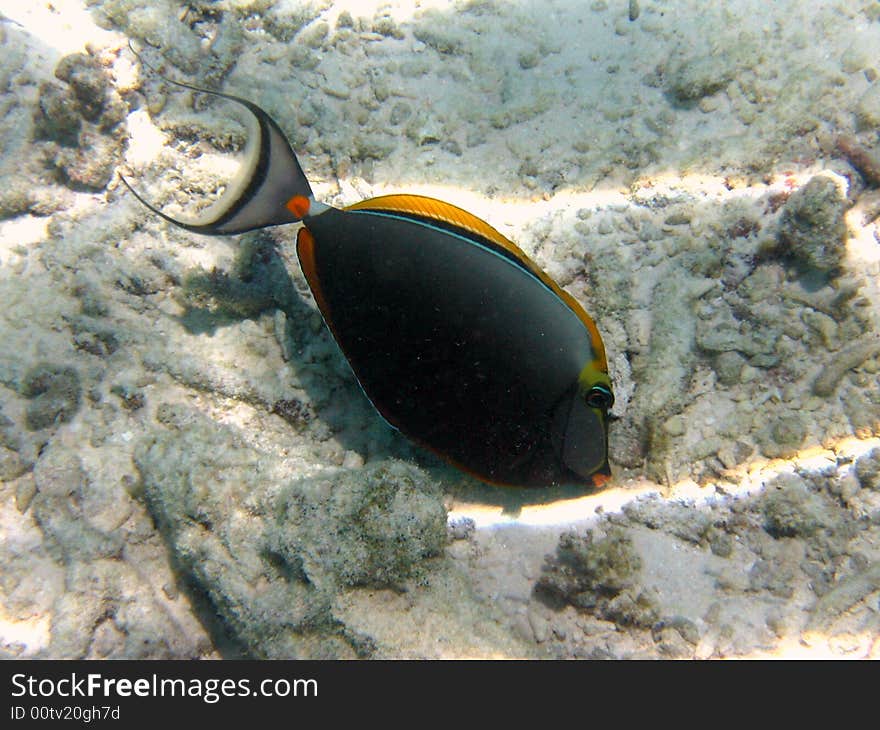 An orange and dark fish in Maldives, with coral reef as background
italian name: Pesce Unicorno Arancione
scientific name: Naso Lituratus
english name: Naso Tang. An orange and dark fish in Maldives, with coral reef as background
italian name: Pesce Unicorno Arancione
scientific name: Naso Lituratus
english name: Naso Tang