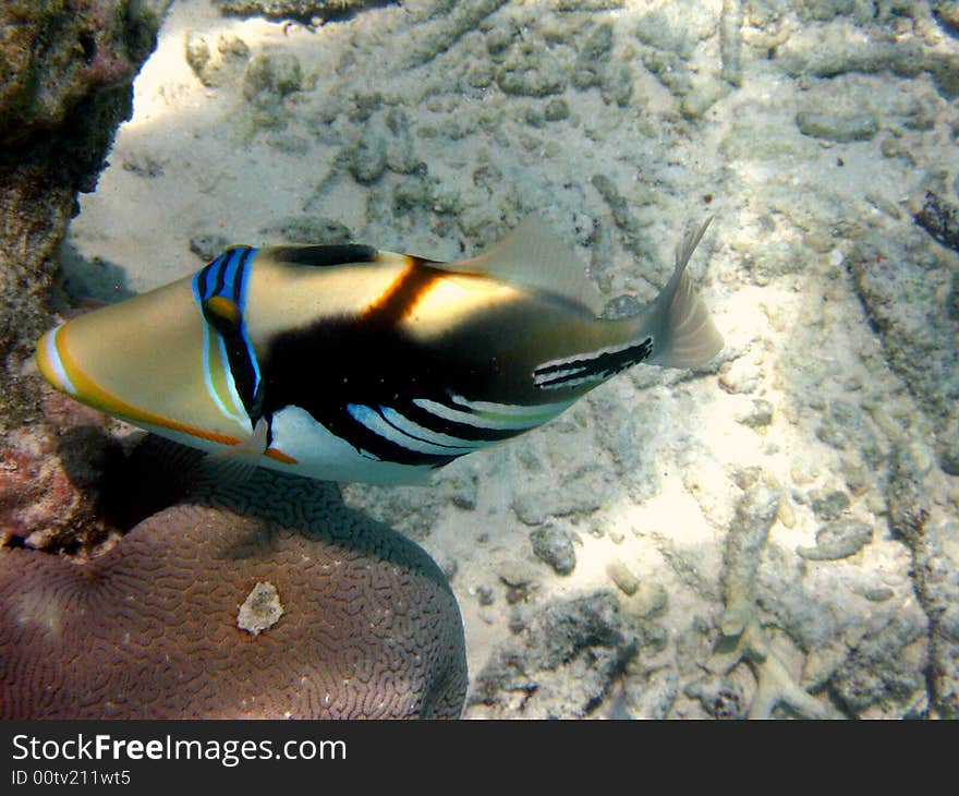 A very common and coloured Blackbar Triggerfish from maldivian ocean
italian name: Balestra picasso
scientific name: Rinecanthus Aculeatus
english name: Blackbar Triggerfish