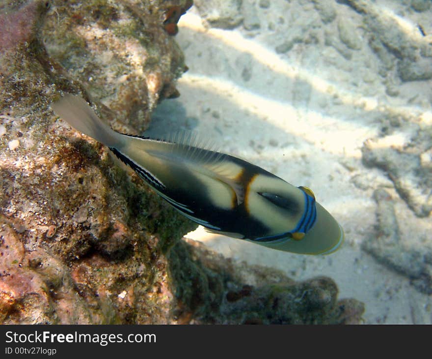 This is a coloured Blackbar Triggerfish in the coral reef.
italian name: Balestra picasso
scientific name: Rinecanthus Aculeatus
english name: Blackbar Triggerfish. This is a coloured Blackbar Triggerfish in the coral reef.
italian name: Balestra picasso
scientific name: Rinecanthus Aculeatus
english name: Blackbar Triggerfish