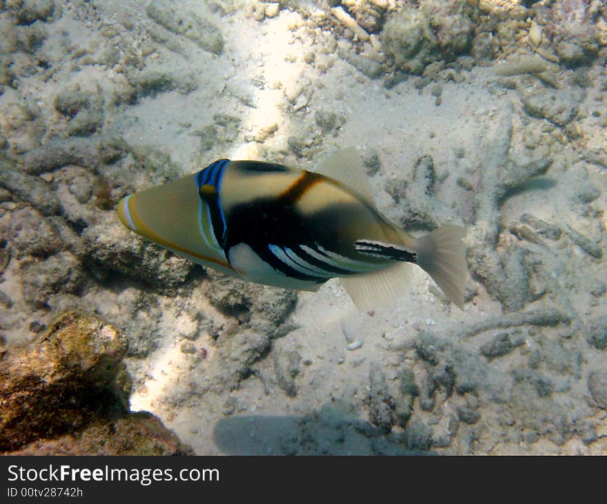 A little Blackbar Triggerfish from maldives with beautiful colours. italian name: Balestra picasso scientific name: Rinecanthus Aculeatus english name: Blackbar Triggerfish. A little Blackbar Triggerfish from maldives with beautiful colours. italian name: Balestra picasso scientific name: Rinecanthus Aculeatus english name: Blackbar Triggerfish