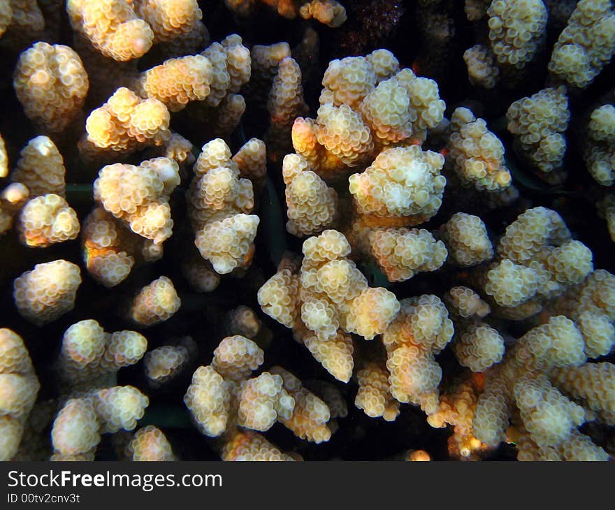 Coral from Maldives