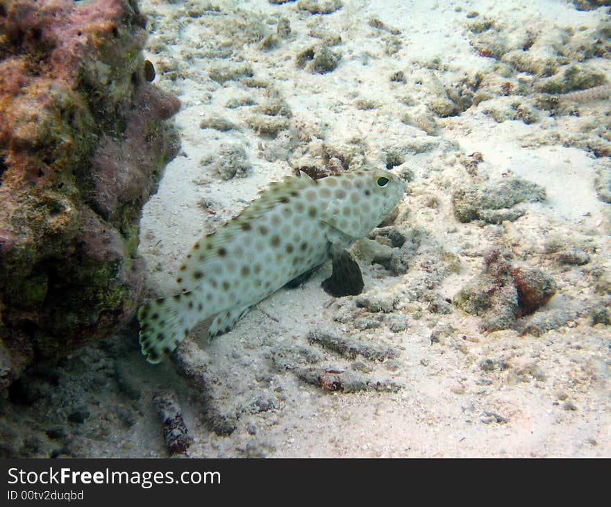 Here is a white fat arabian grouper in Maldivian coral reef
italian name: Cernia Maculata
scientific name: Epinephelus Tauvina
english name: Arabian grouper. Here is a white fat arabian grouper in Maldivian coral reef
italian name: Cernia Maculata
scientific name: Epinephelus Tauvina
english name: Arabian grouper