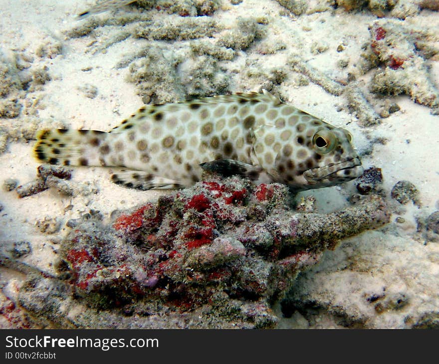 Here is an Arabian grouper in indian ocean.
italian name: Cernia Maculata
scientific name: Epinephelus Tauvina
english name: Arabian grouper. Here is an Arabian grouper in indian ocean.
italian name: Cernia Maculata
scientific name: Epinephelus Tauvina
english name: Arabian grouper